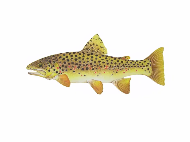 Brown Trout, Salmo trutta