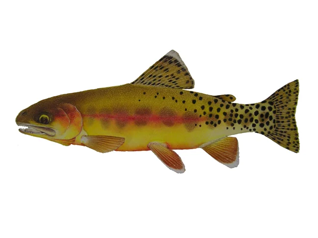 Golden Trout Creek Golden Trout, Oncorhynchus mykiss aguabonita