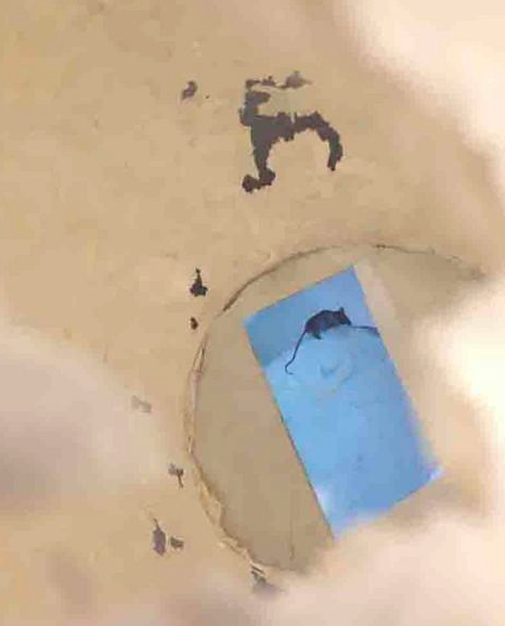  detail: collaboration &nbsp; ;  Looking through hole that the mouse ate, at a video of the mouse eating the sculpture. 