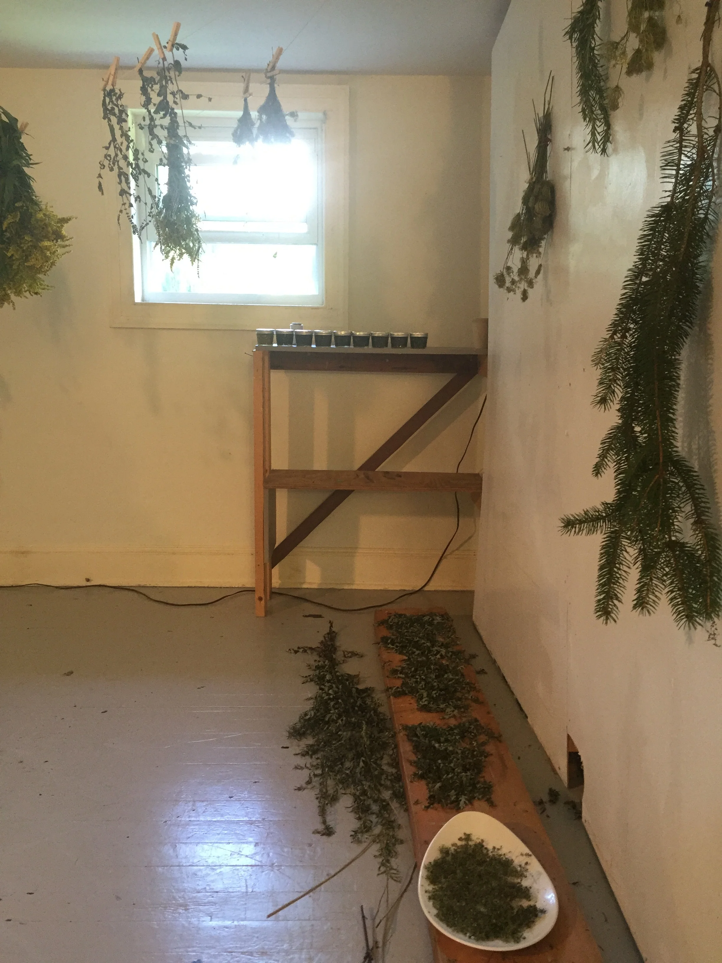My studio at chaNorth where I collected, dried and then processed herbs into infused oils.