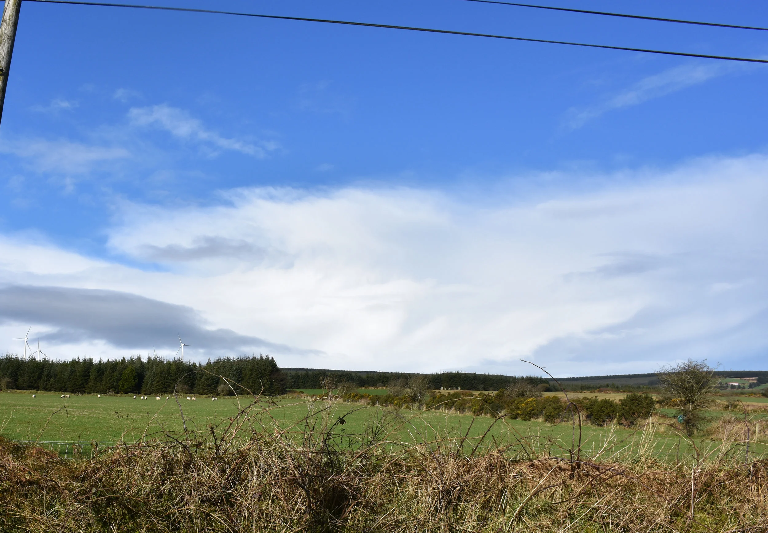 My view from the road. Sheep are on the left and near the middle of the image, are the Megaliths. Brambles (blackberries) line the road in the foreground and the ridge of dark green between the fields is a stone wall covered in vegetation. 