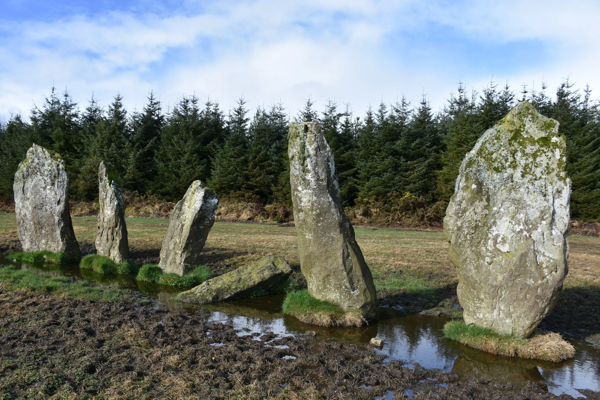 Stone alignment.  The sheep and generations of farmers have kept them cleared in recognition of their significance.   