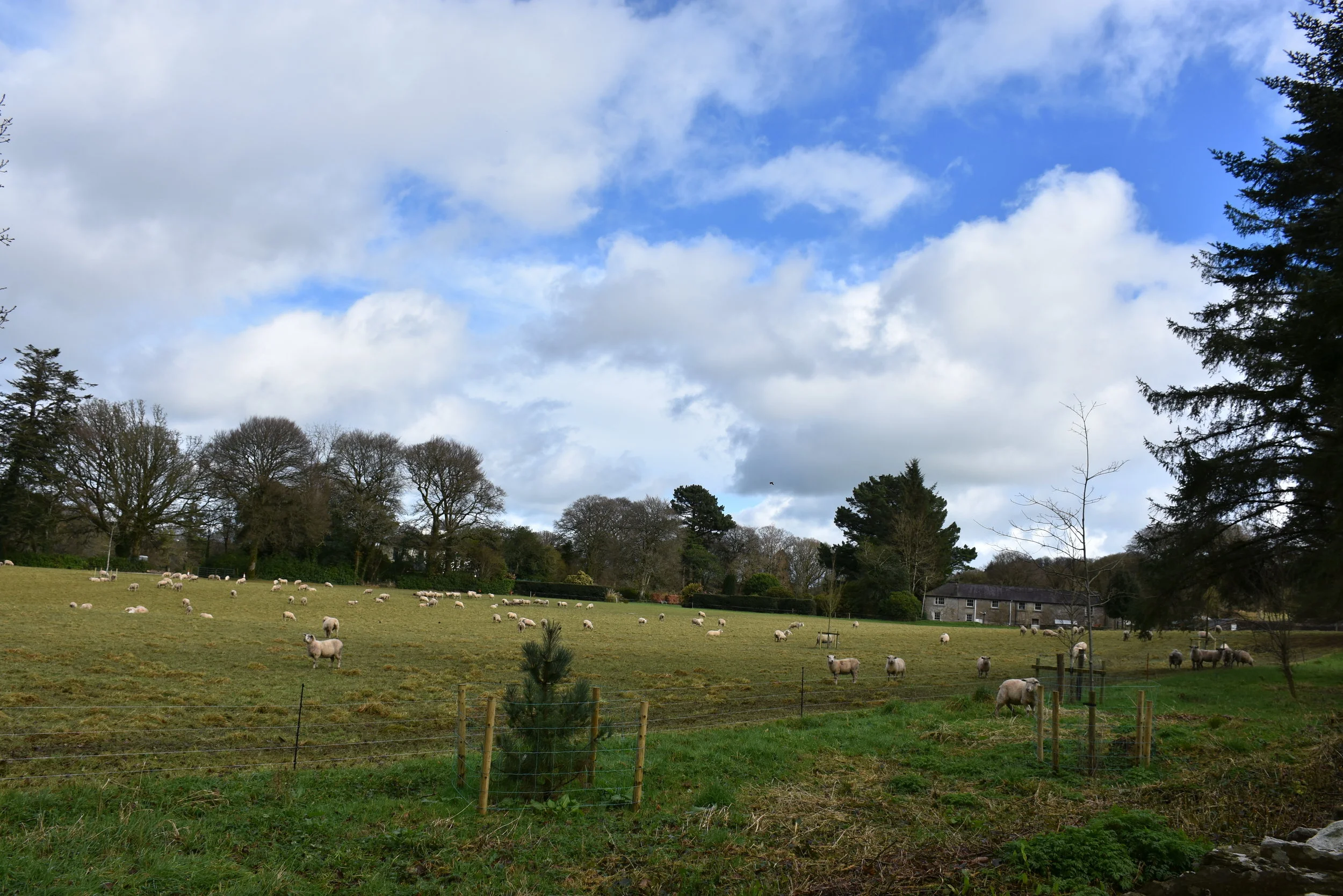 I coveted that wool but they still needed it for a while. Do you see the renegade sheep that made it past the wire fence (on the right)? I tried to high five him but he bolted.