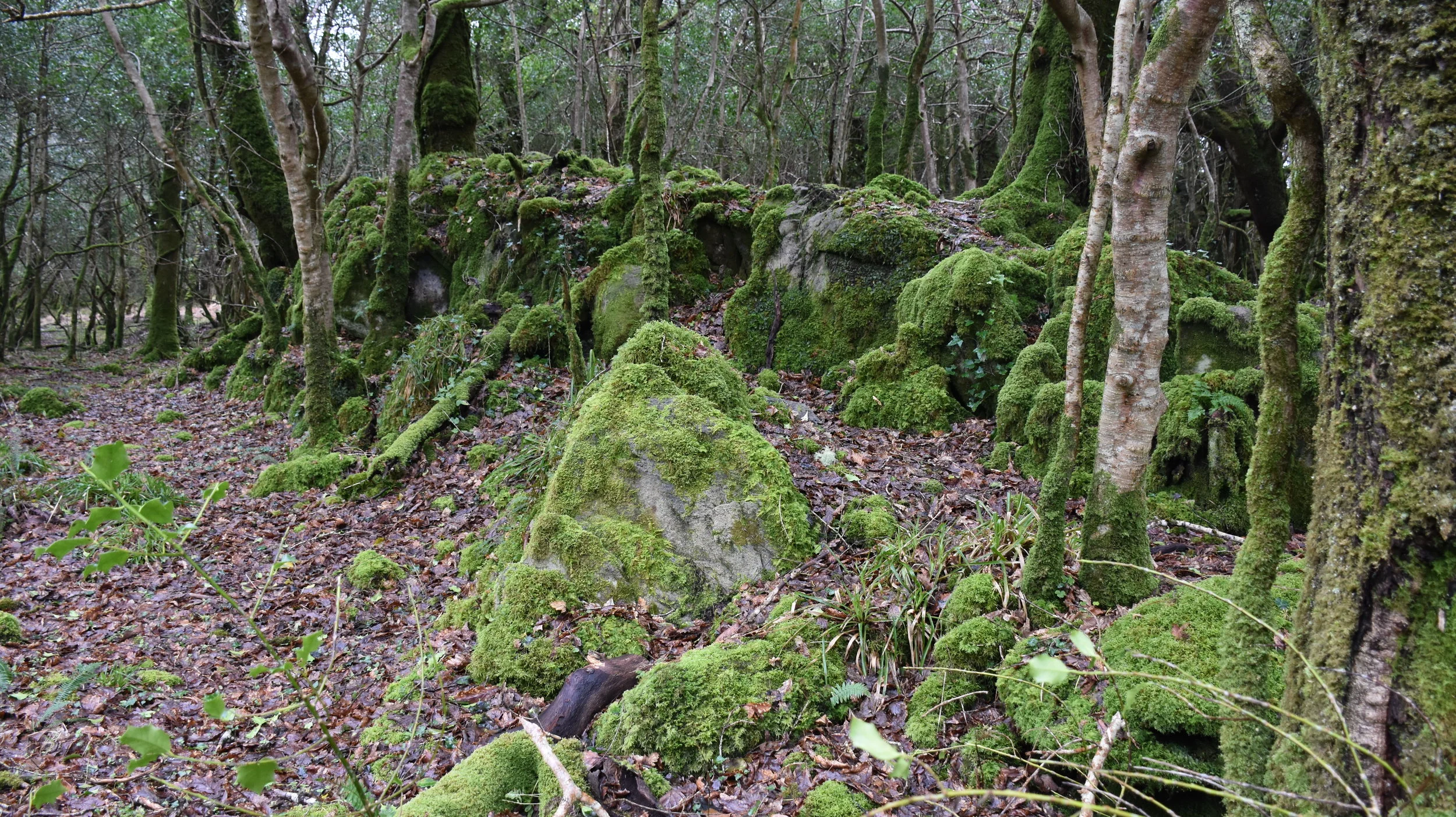 The woods outside of Kenmare