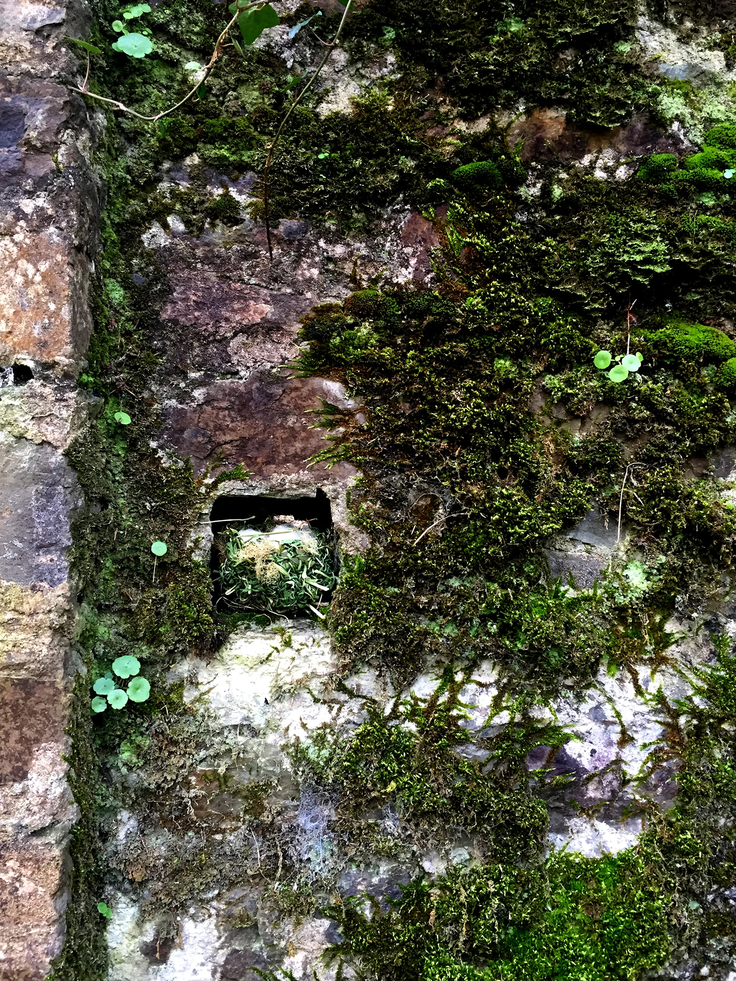 offering, Bandon Castle 3