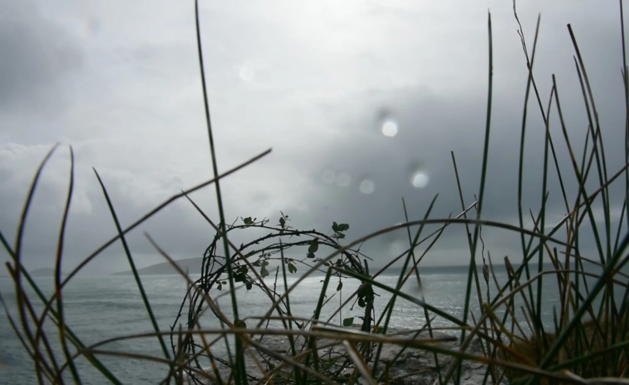 offering, bramble - after the rain performance, the bramble basket was left in the landscape.