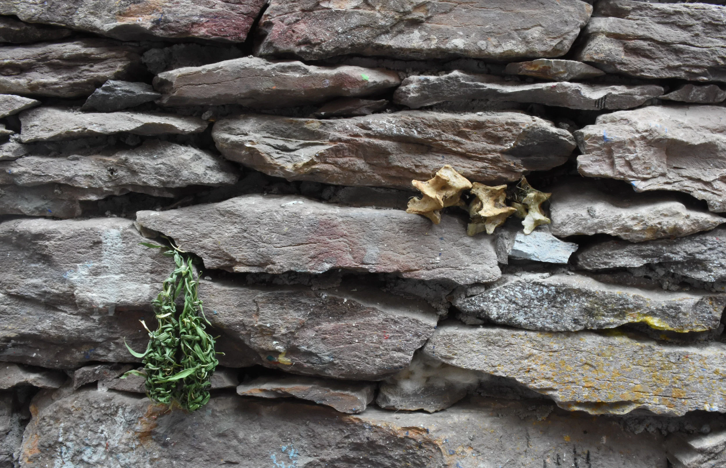 offering testes and vertebrae