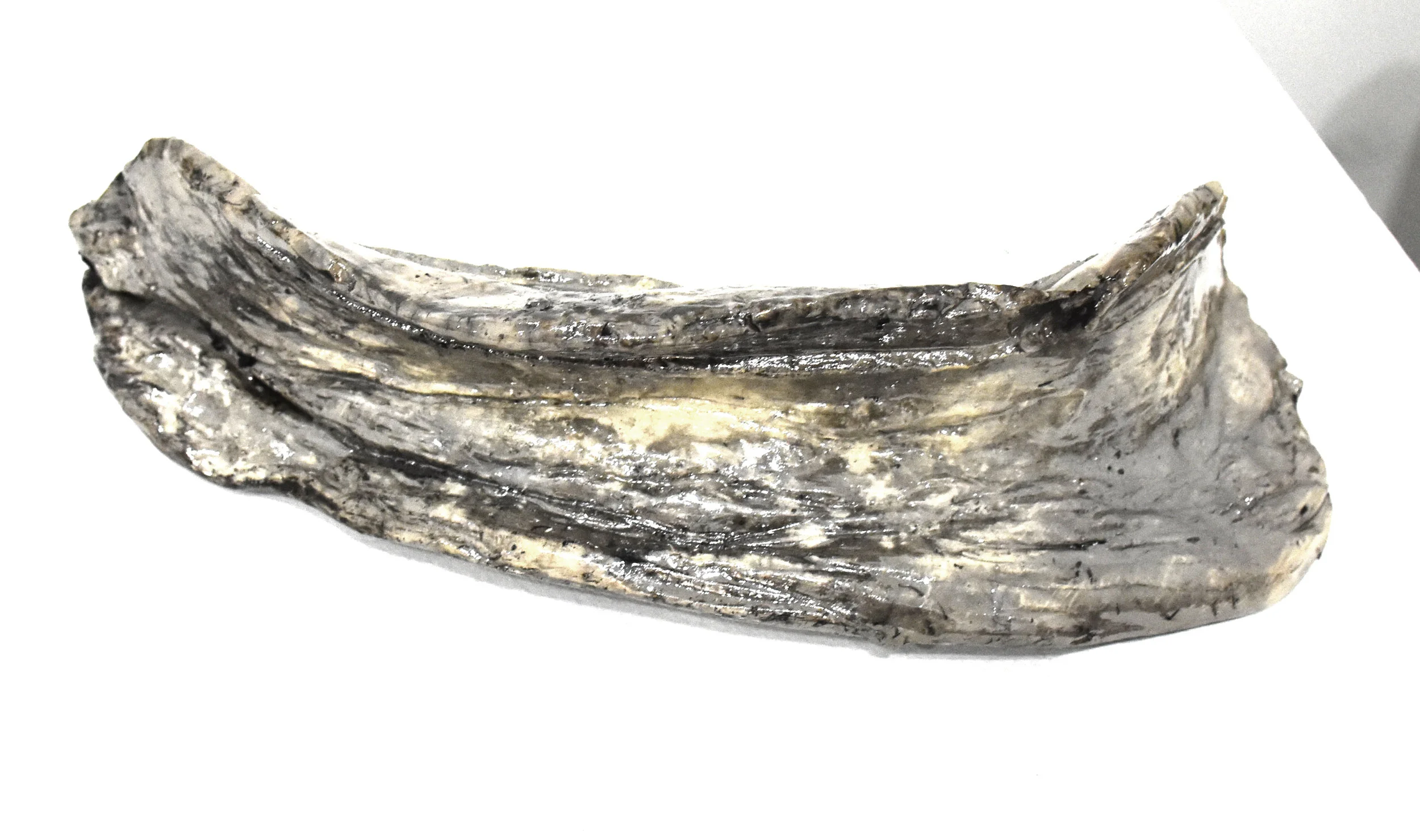 reishi 2 high res.jpg