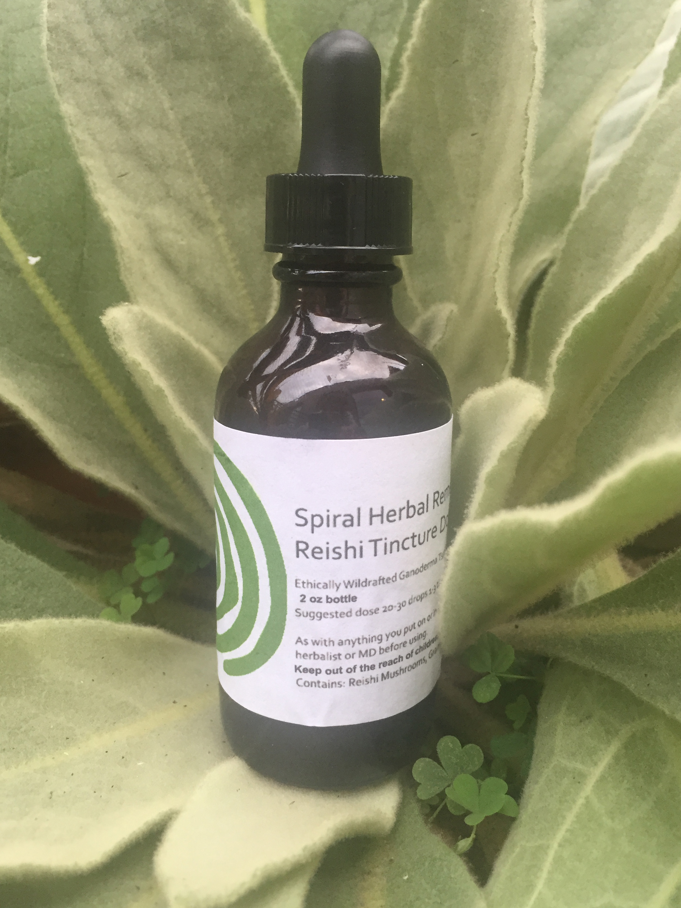 26. Healing and Love from Plants