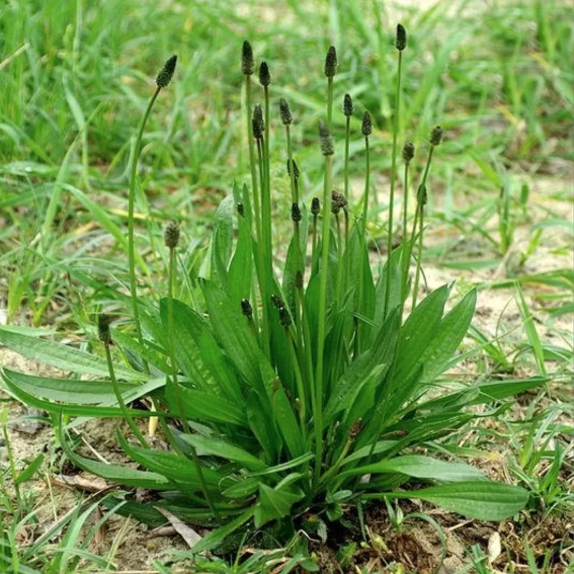 plantain.jpg