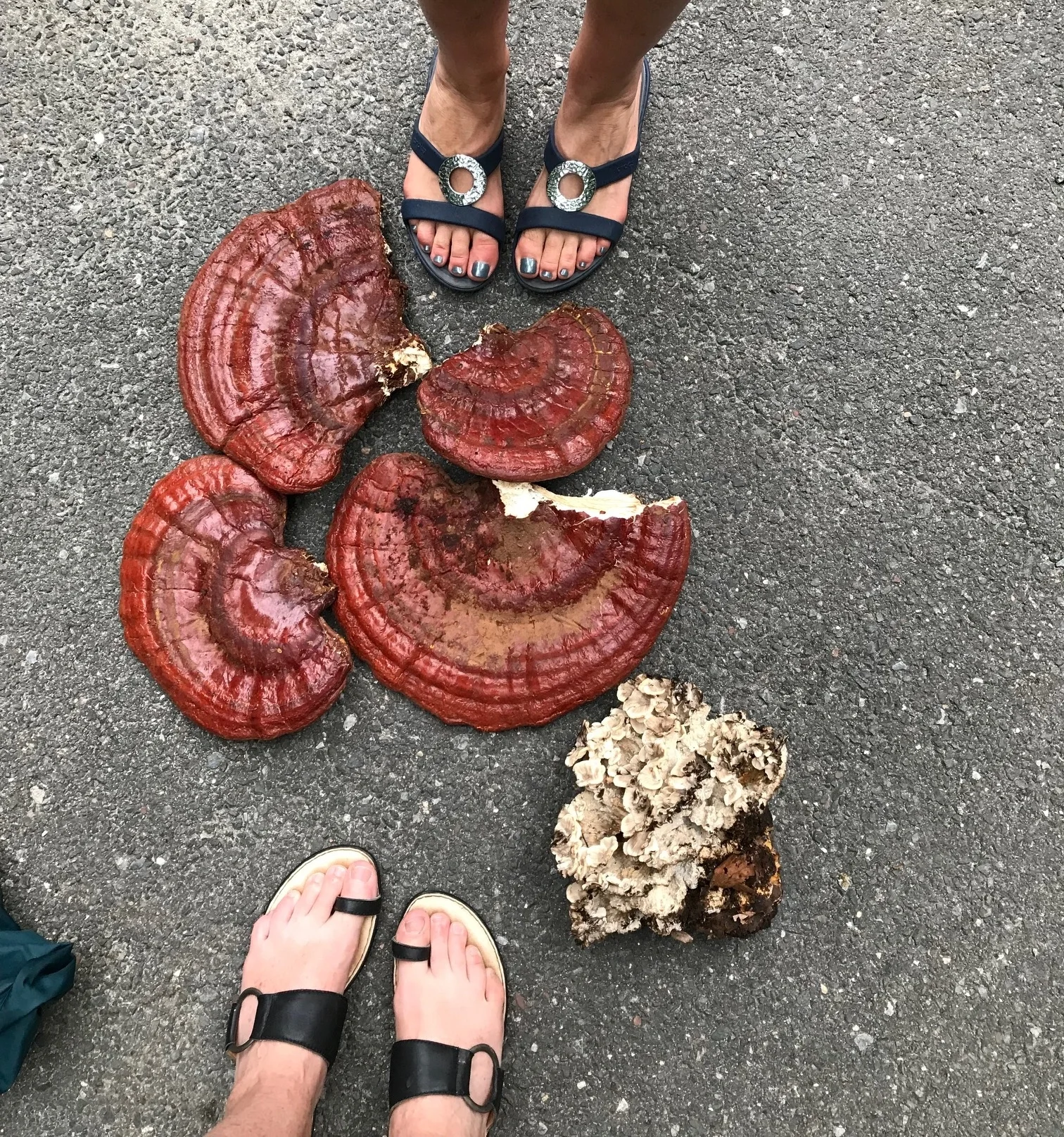 The reishi I found this past spring growing in CT. The white mushrooms are black staining polypores. I thought they were miatake but it was too early.