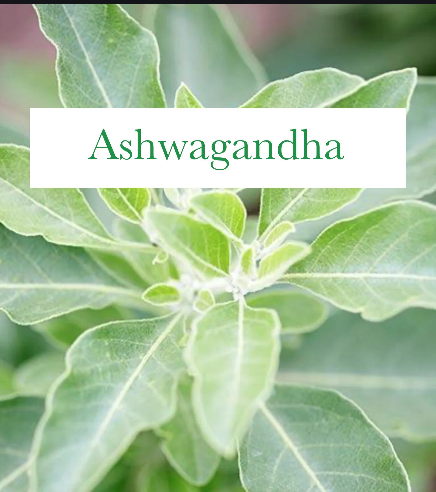 Ashwagandha Tincture — Organic Herbs/Plants for Anxiety, Pain, Immunity. Art for the Interior.