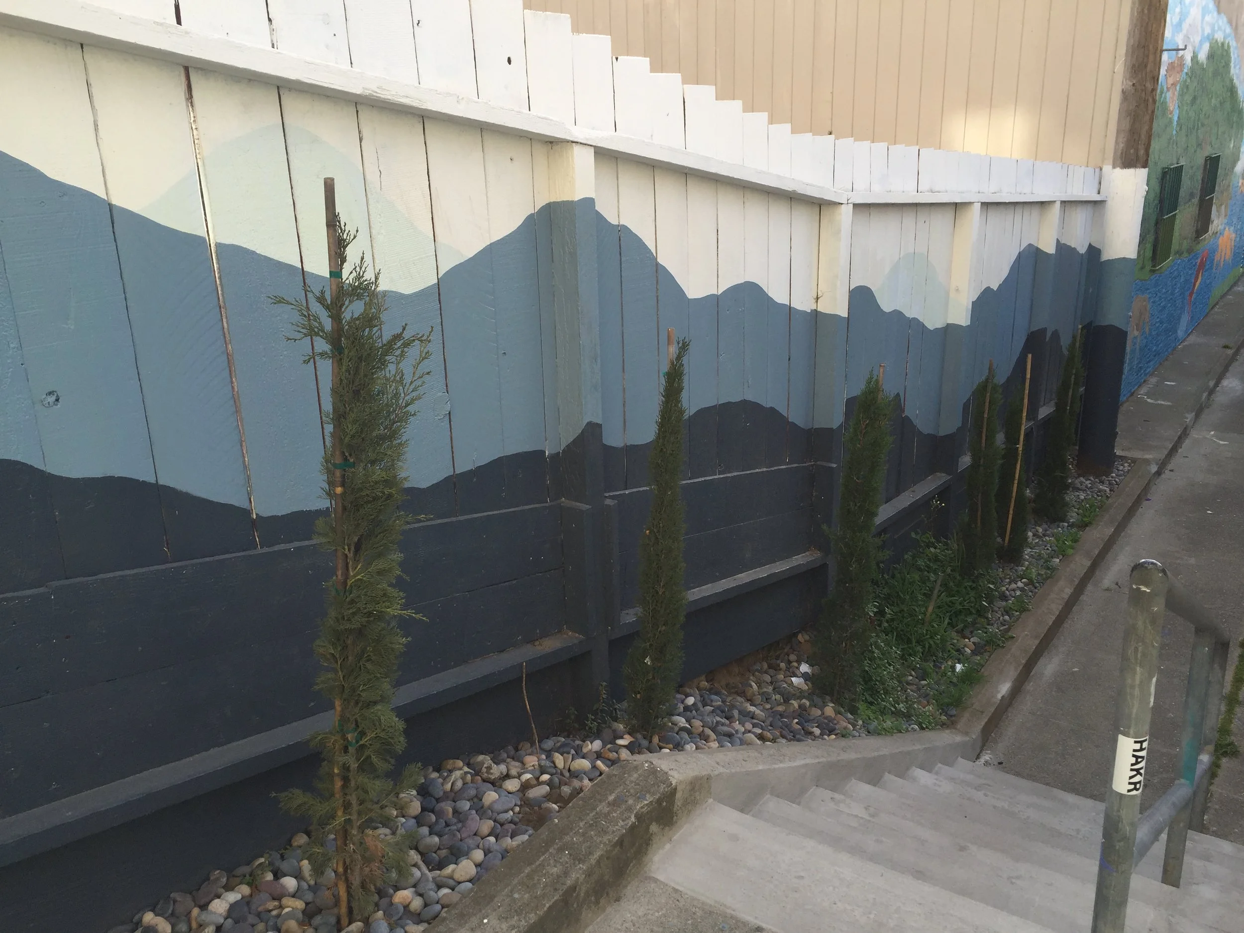 Italian Cypresses adorn the southern fence along Kenny Alley