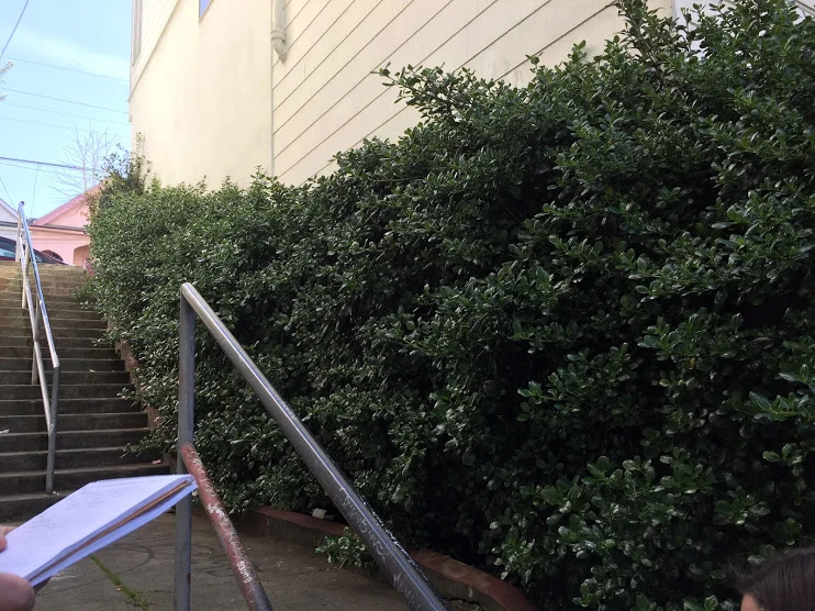 Hedge A.JPG