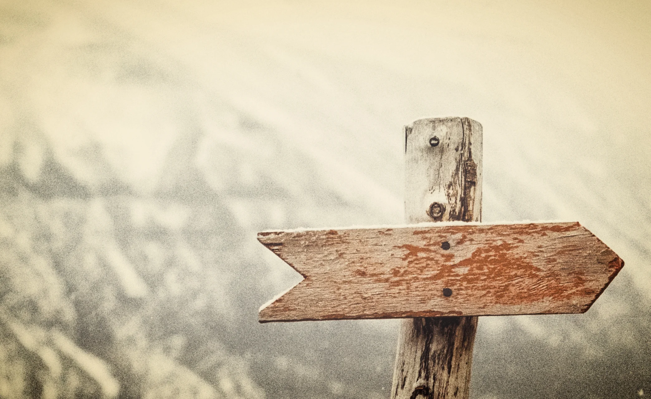 pexels-photo-66100 crop2.jpeg