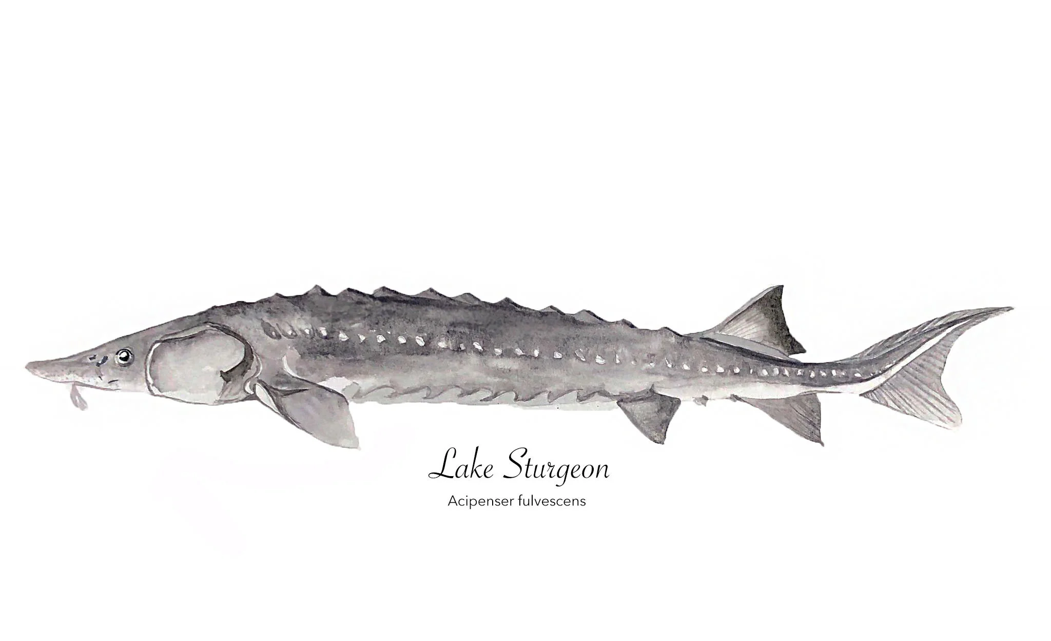 lake sturgeon.jpg