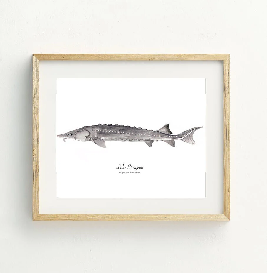 lake sturgeon framed.jpg