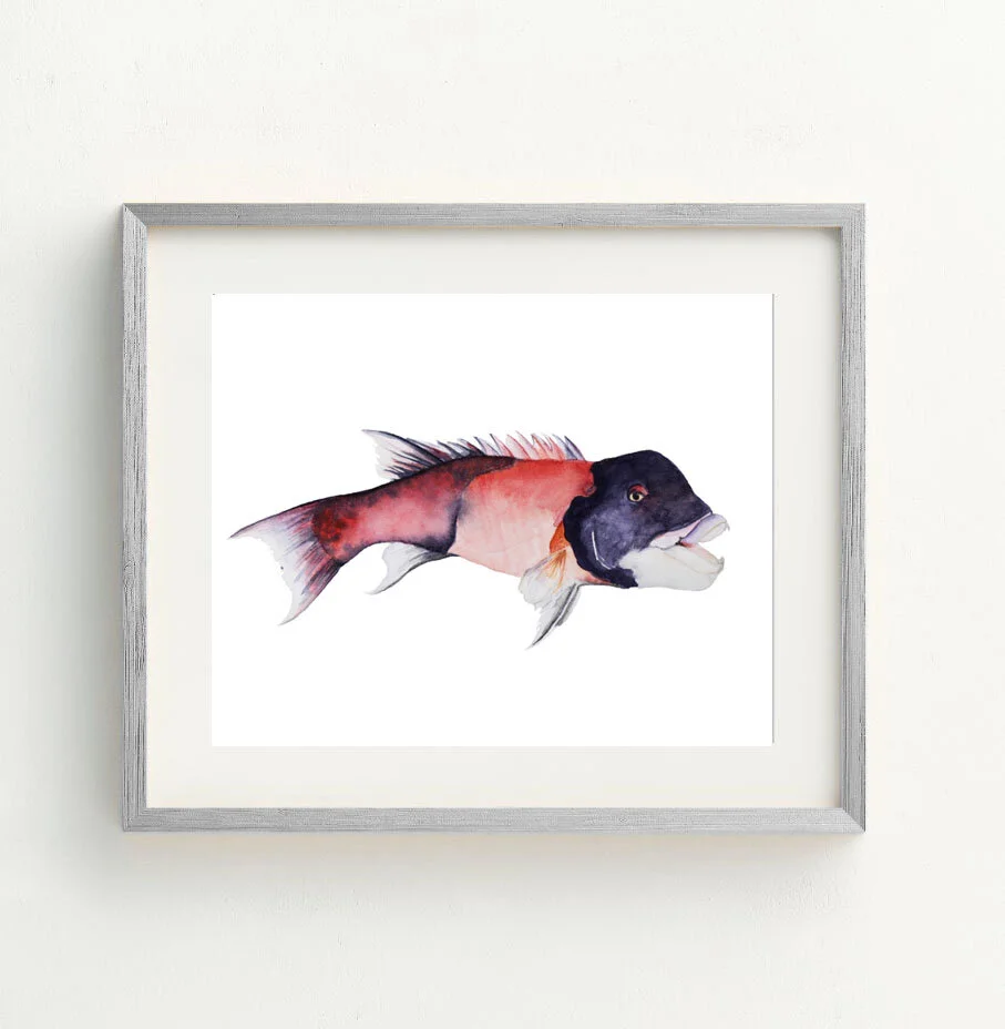 Sheephead framed .jpg