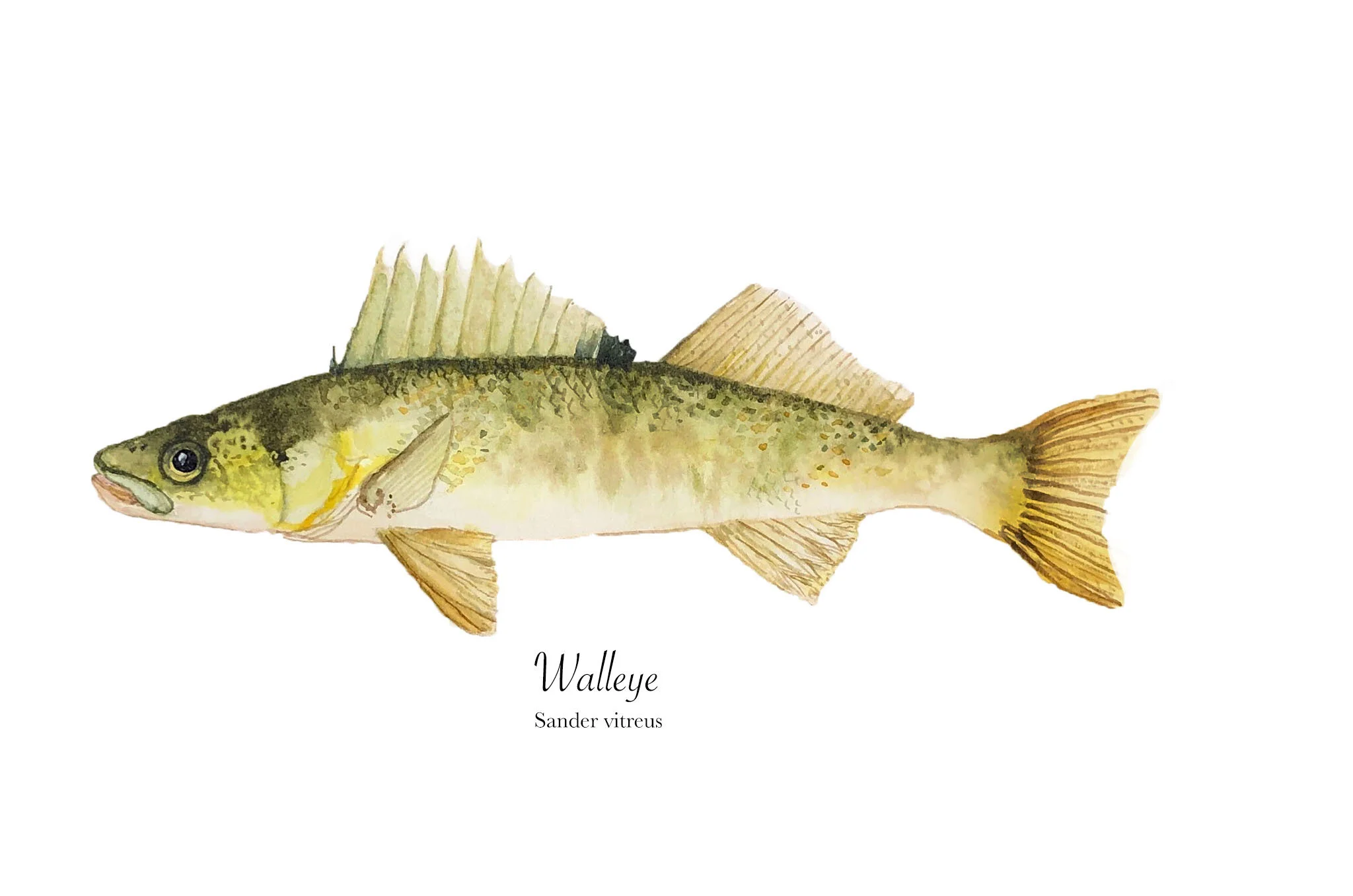 Walleye .jpg
