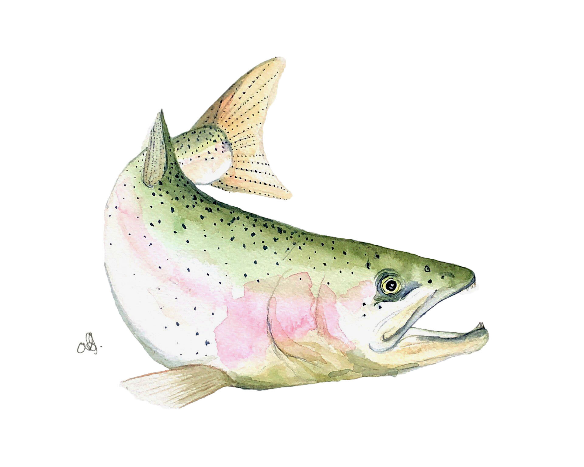 Steelhead Salmon .jpg