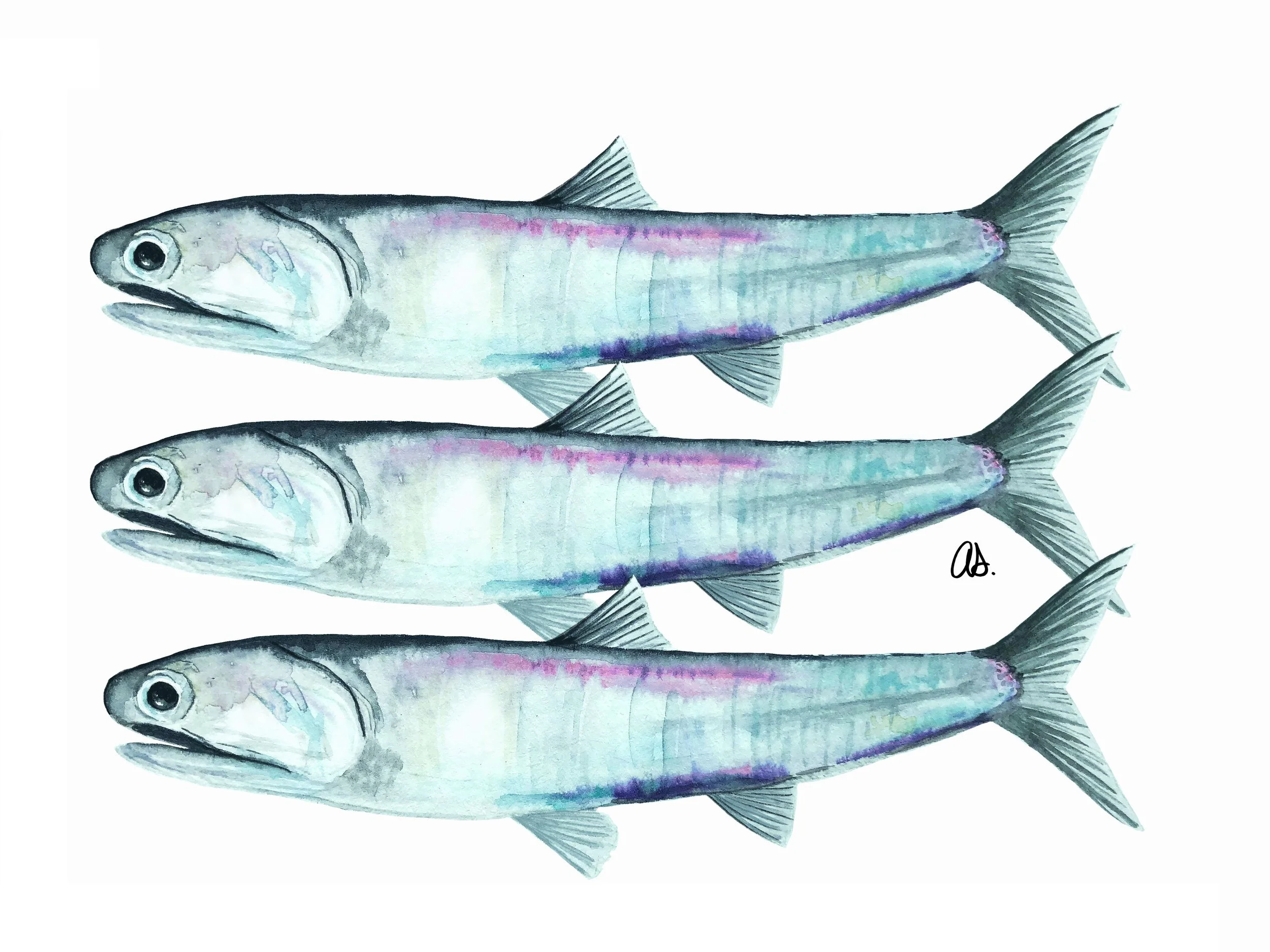 tripod anchovy.jpg