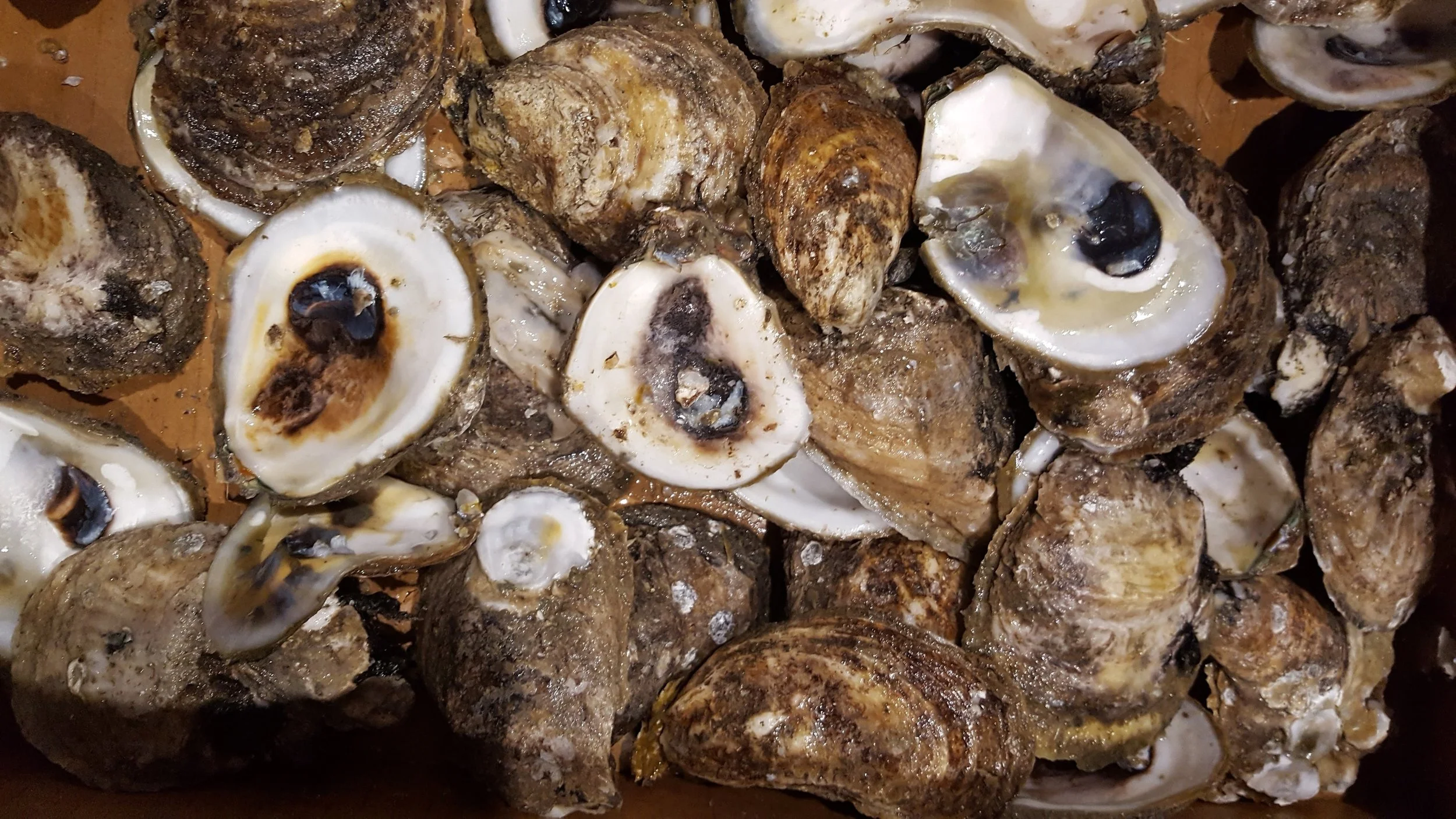 Oyster Shells.jpg