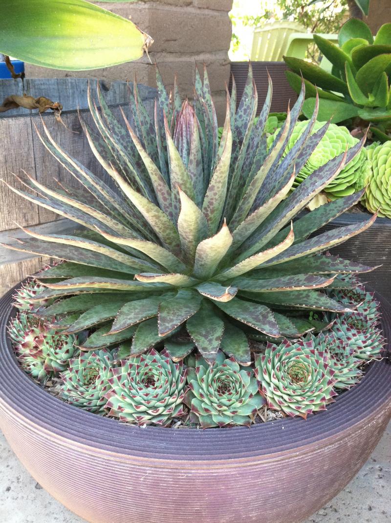 Agave Manfreda Bloodspot and Sempervivum Sir William