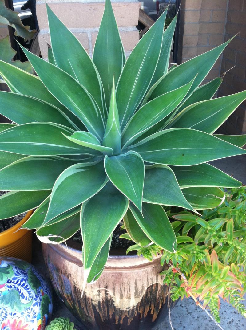 Agave Attenuata Marginata planted along with Campfire