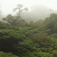 rainforest.jpeg