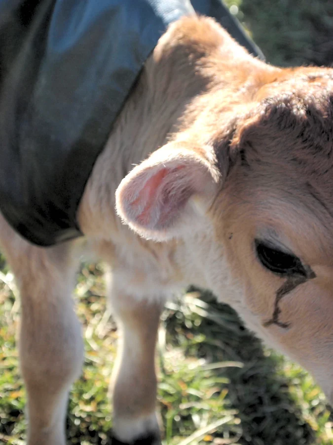 Dobin, the Bull Calf