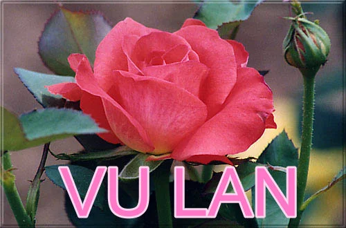 Nguồn internet