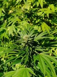 cannabis sativa (nguồn internet)