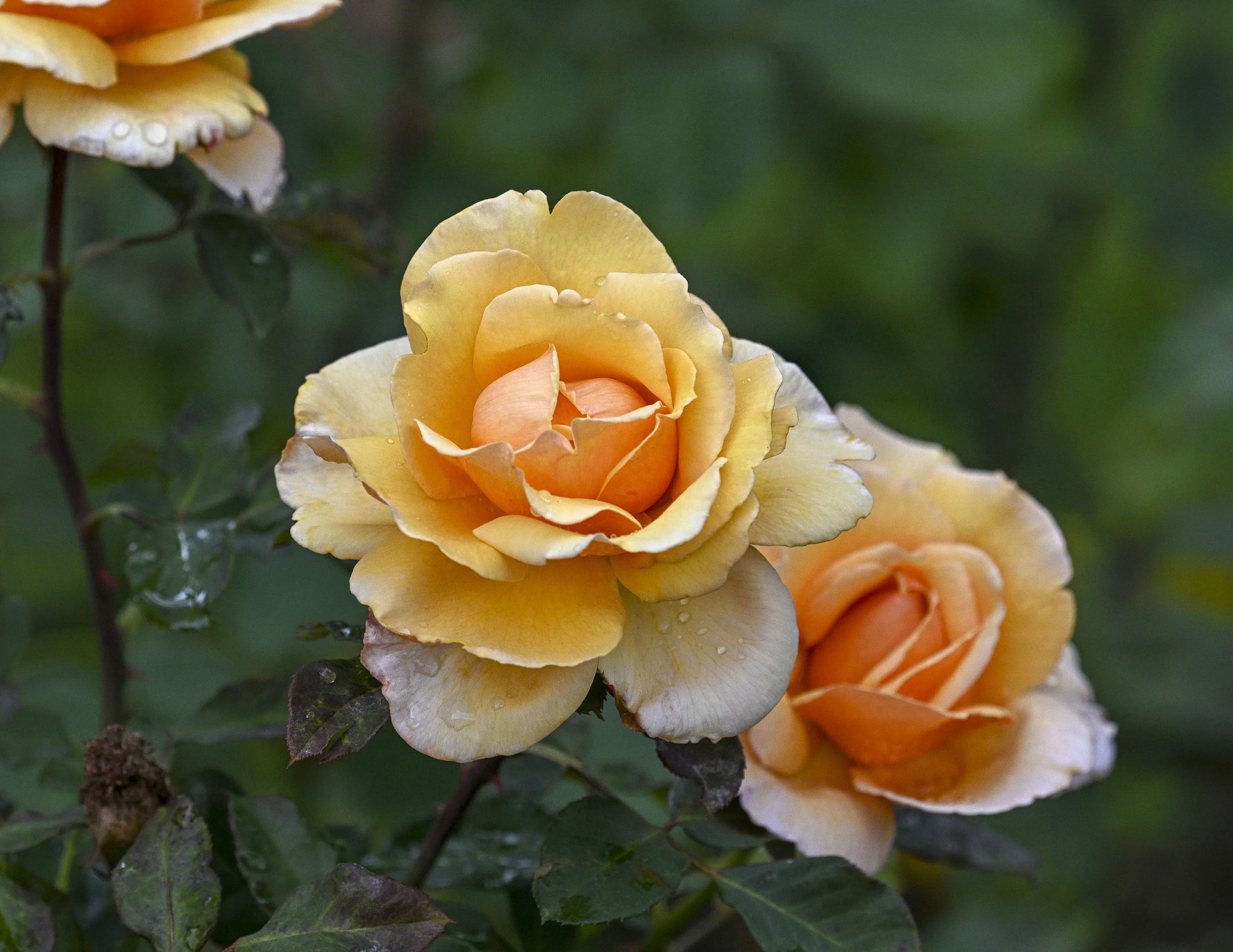 DSC_8342.jpg