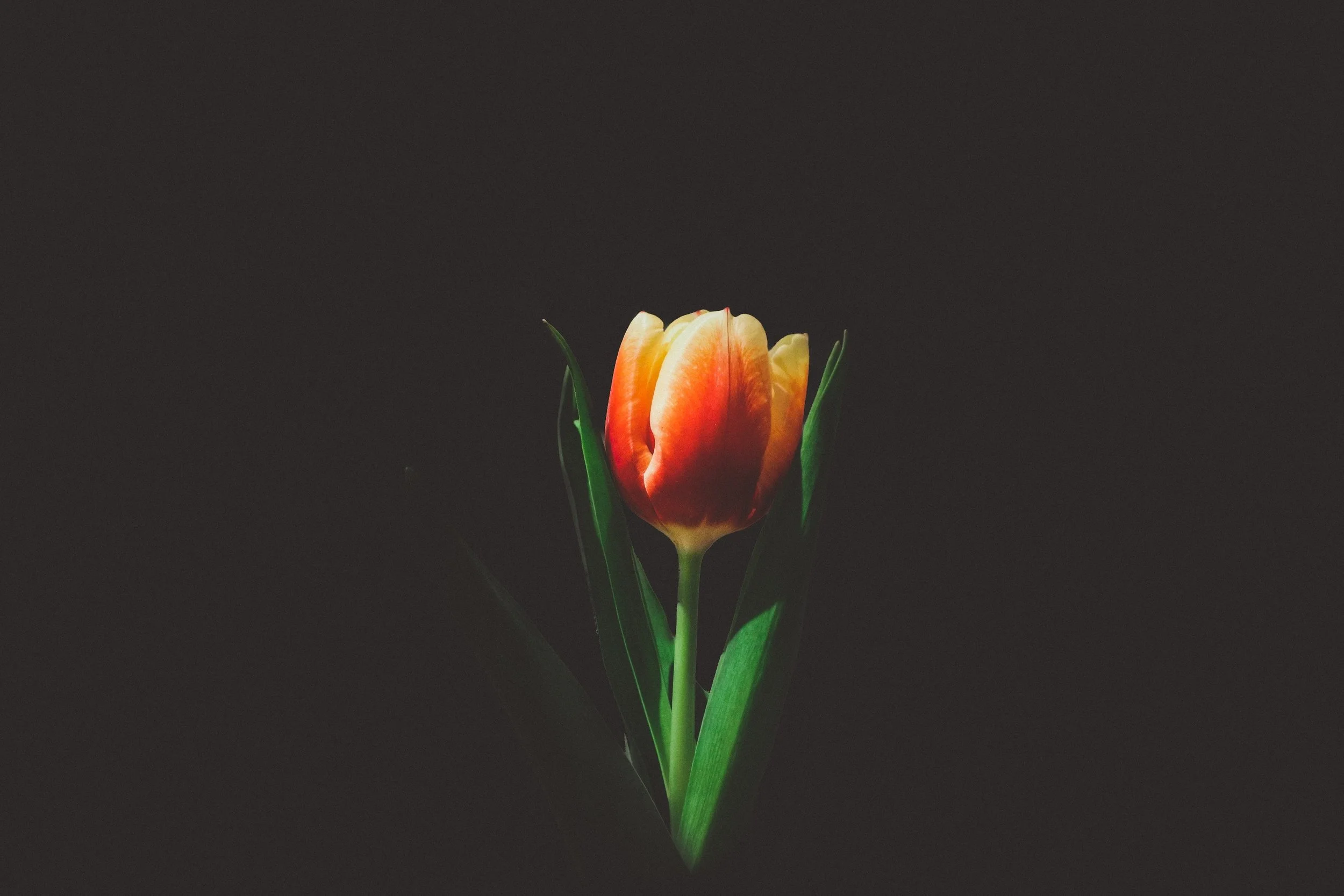 TULIP.jpg