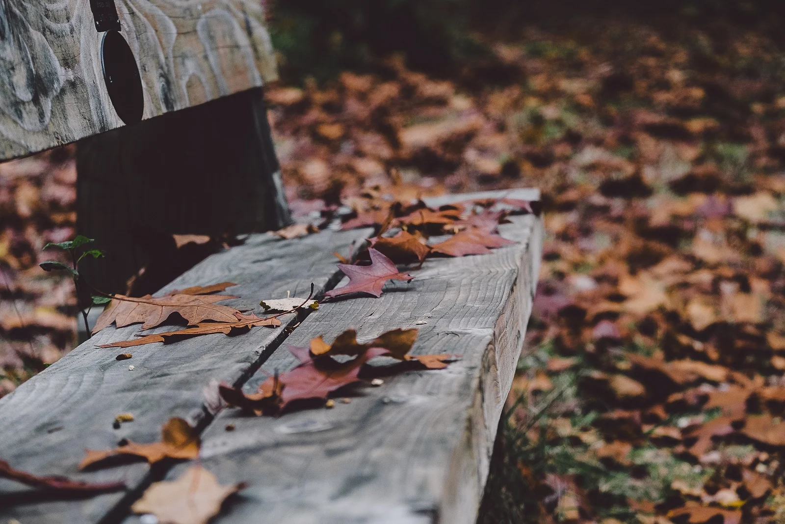 fall leaves.jpg