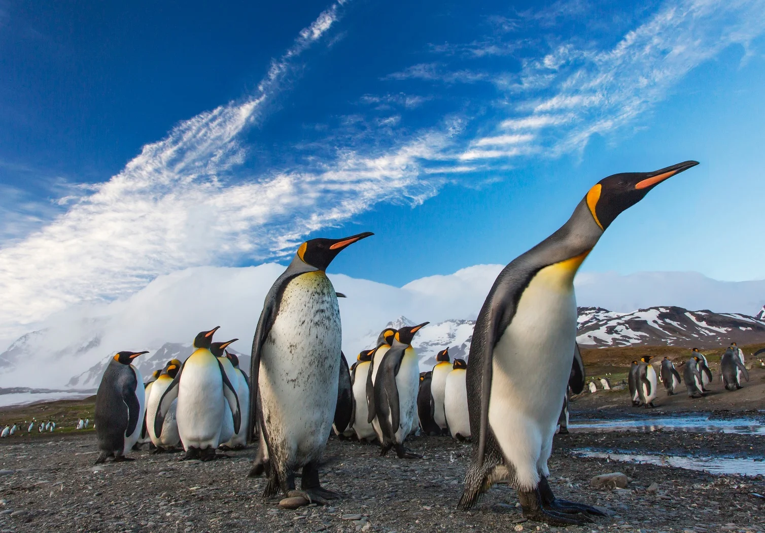 penguins.jpg