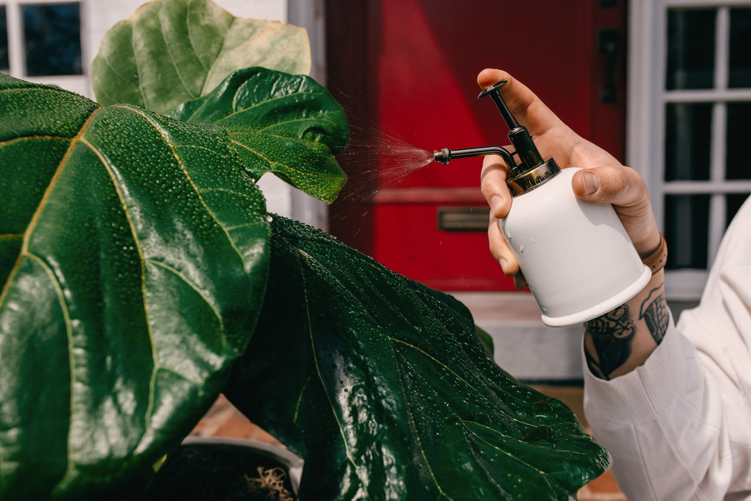  1. Gently mist your plant’s leaves with water. 