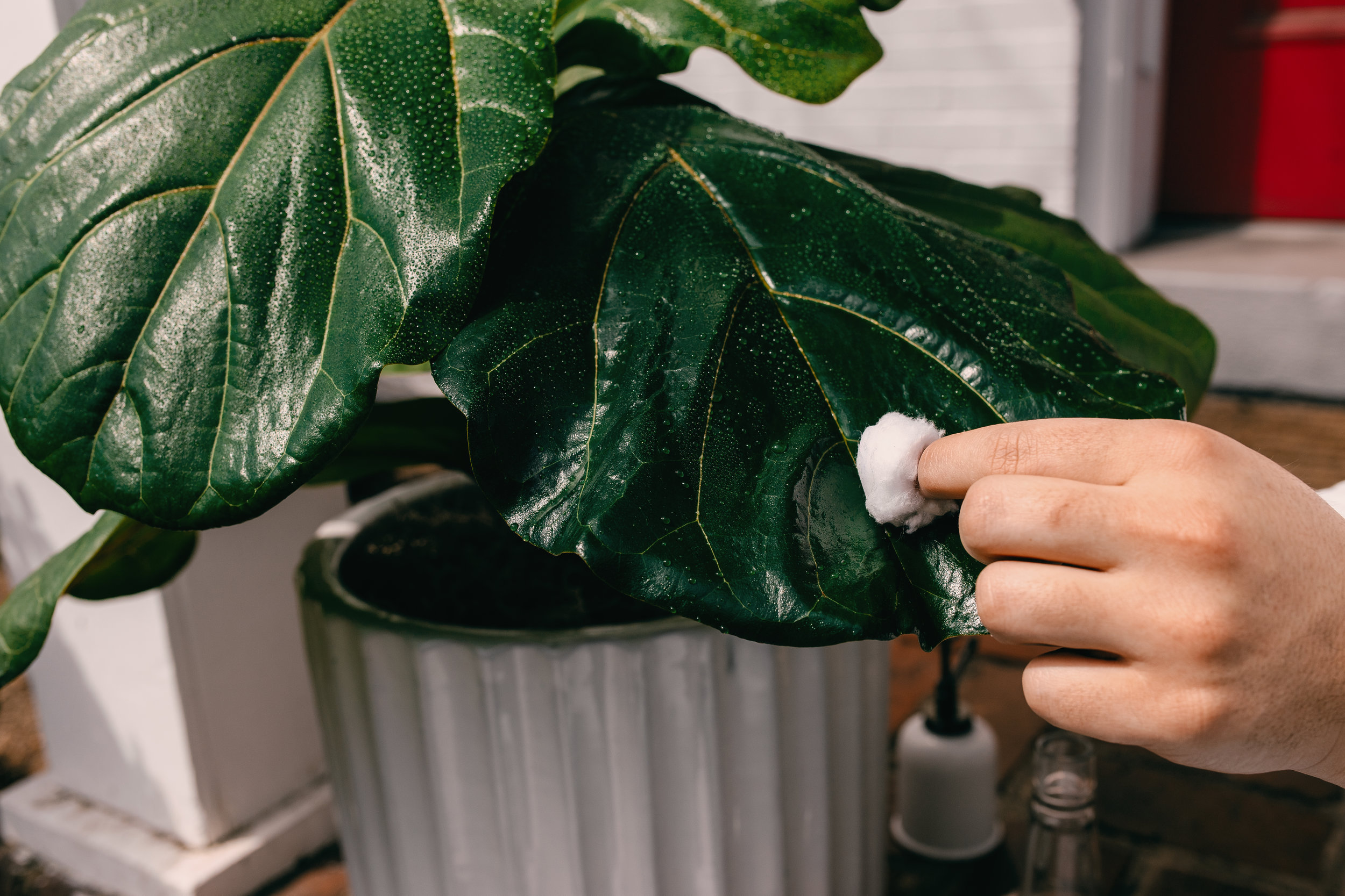  3. Wipe the infected area again with a clean, dry cotton ball to remove any pests or residue from the leaf. 