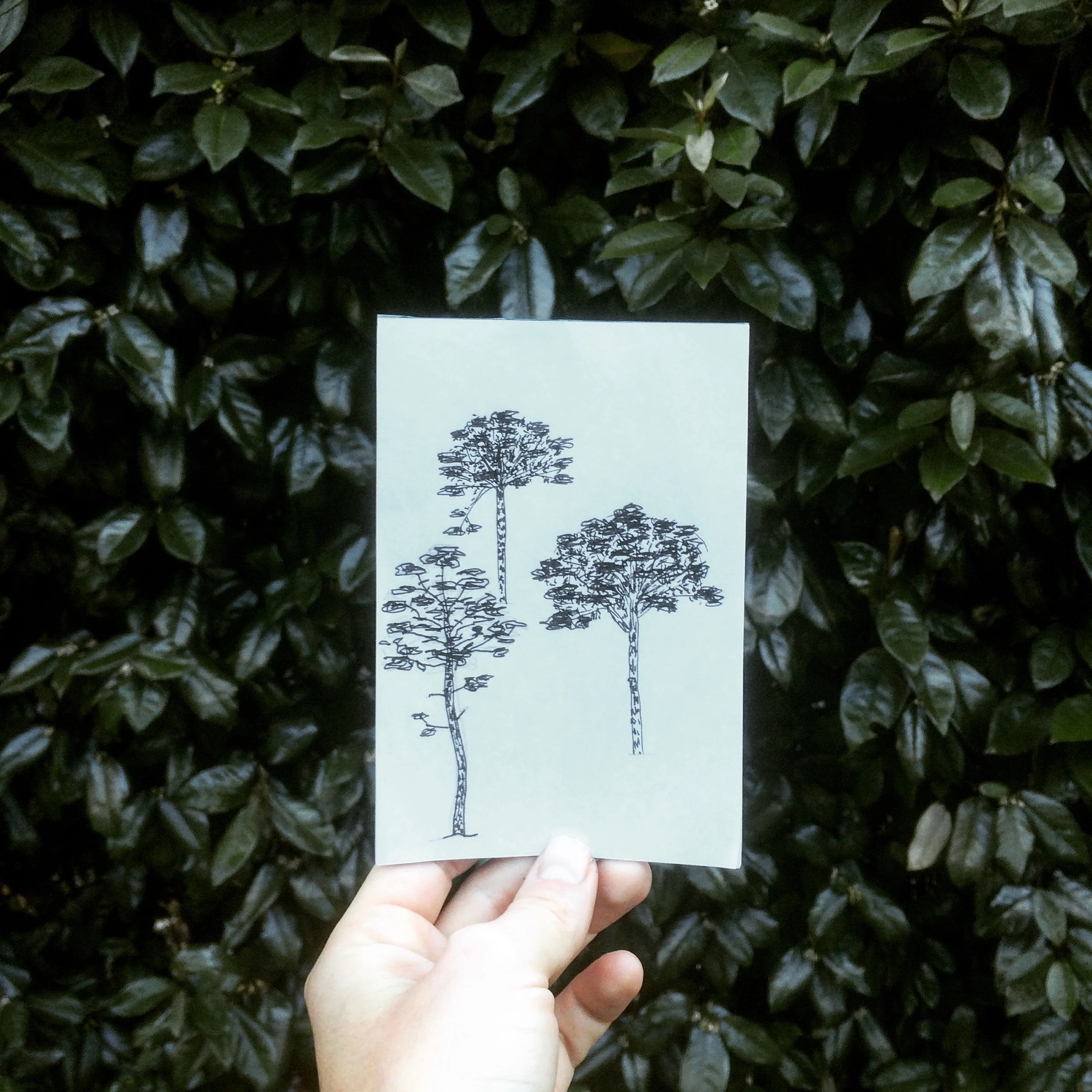 0 adelaide aronio pinos.JPG