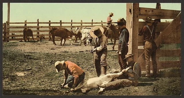 Cowboys Branding Calves in Colorado | Circa 1898