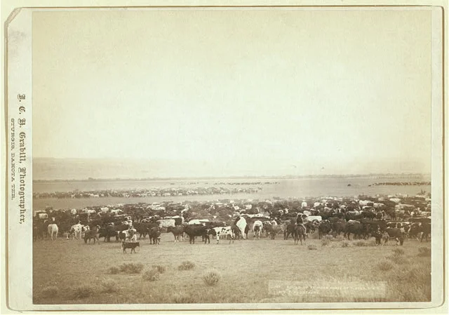 Cowboys Herding Cattle with Three Additional Herds in the Background | Circa 1887