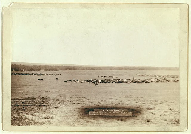 Distant View of Cowboys and Cattle Herds on the Plains | Circa 1891