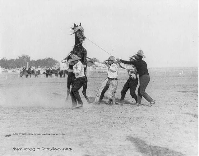 Four Cowboys Taming a Bucking Bronco | Circa 1910