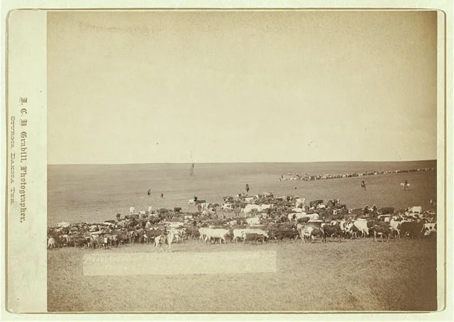 Round-up Scene in Belle Fouche | Circa 1887
