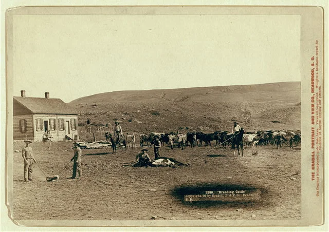 Six Cowboys Branding Cattle in Front of a House in South Dakota | Circa 1891