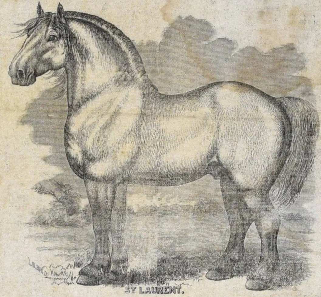 4. King William Broadside.jpg