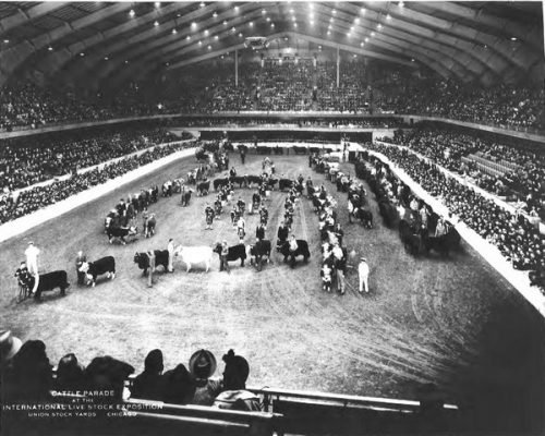10. Cattle Parade at the International Live Stock Exposition.jpg