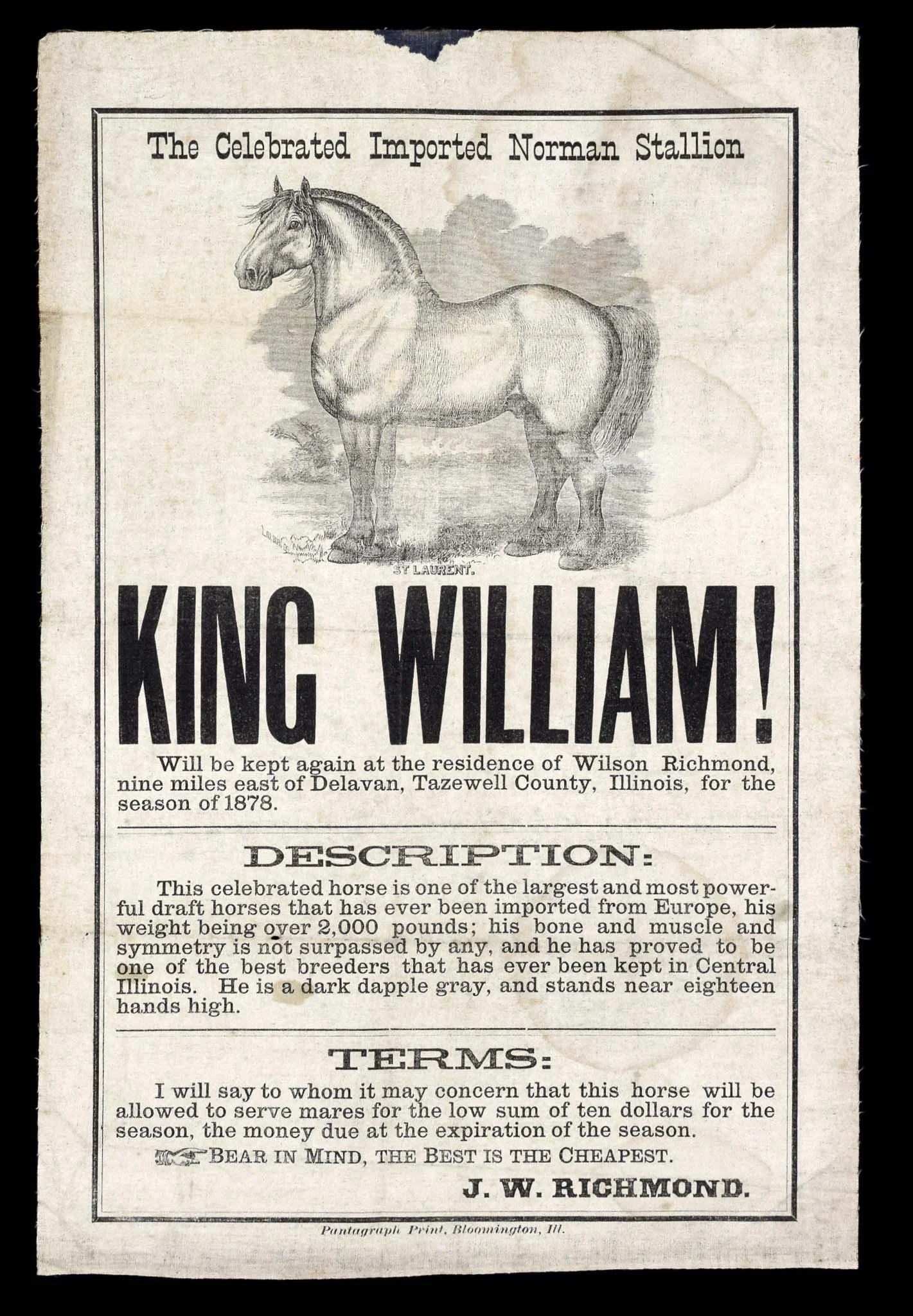 Striking King William Cotton Broadside | The Celebrated Imported Norman Stallion | Made by Pantagraph Print of Bloomington, Illinois | Circa 1878