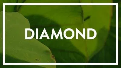 Diamond Sponsors