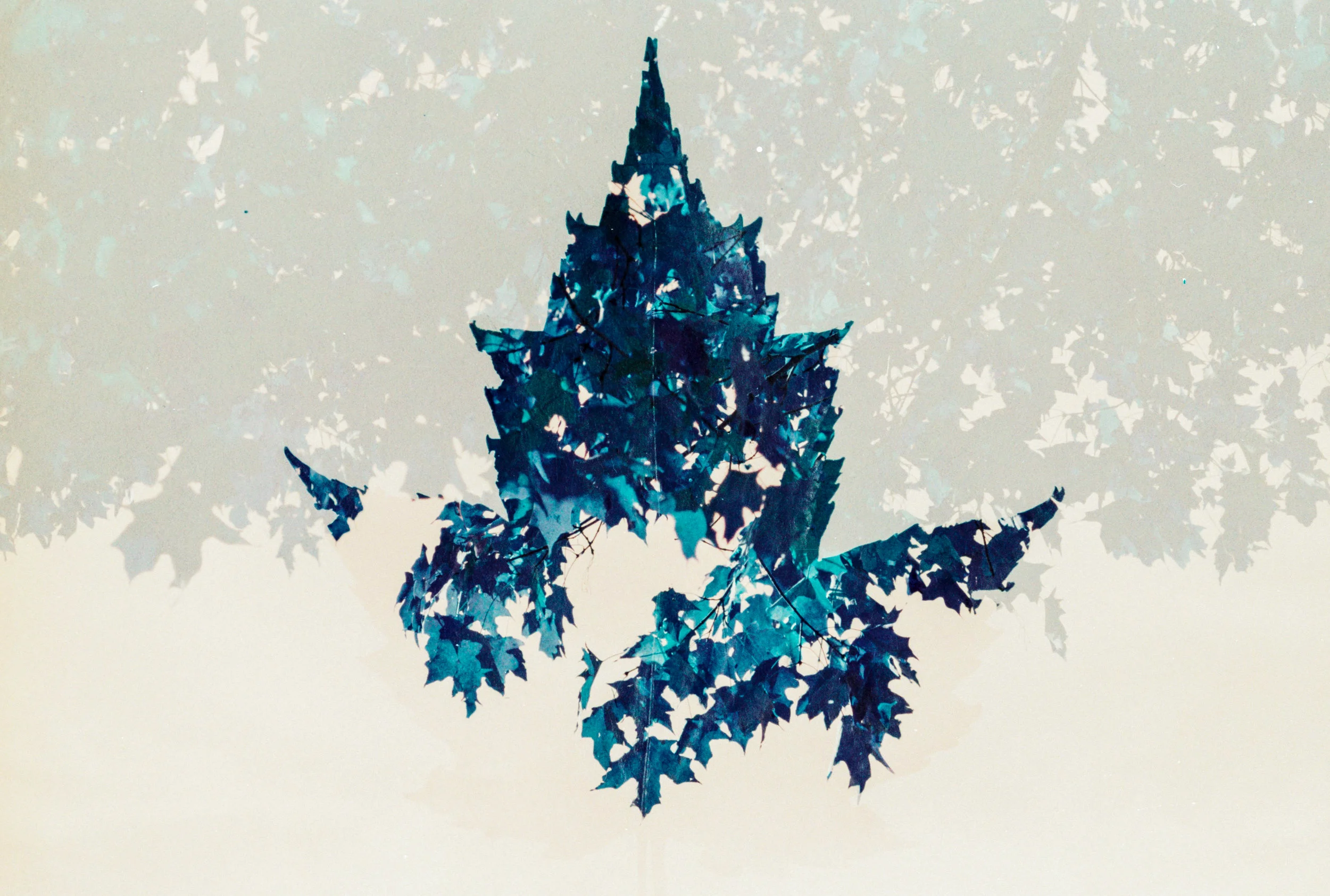   Autumn Frost  